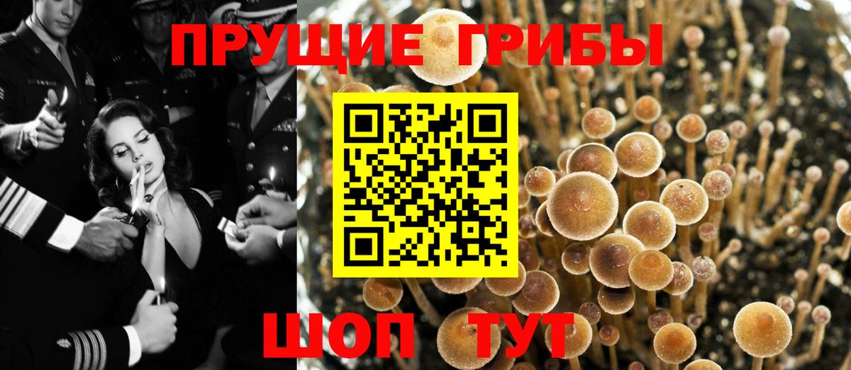 Златоуст  Псилоцибиновые грибы Cubensis  Галлюциногенные грибы Cubensis  Вход с VPN 